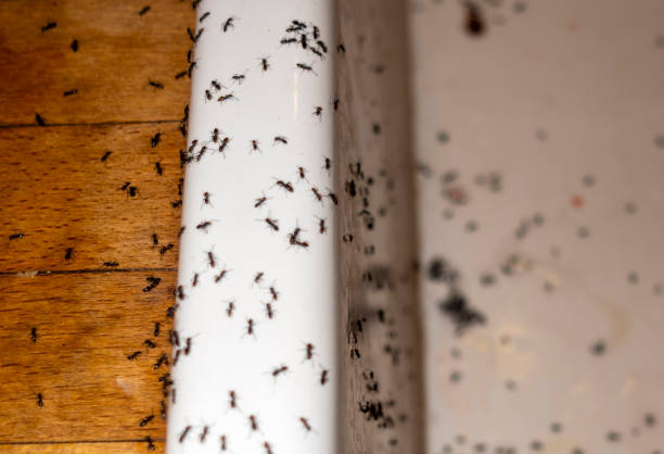 Best Ant Control Services  in Wolf Lake, MI