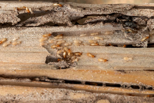 Best Spider Control Near Me  in Wolf Lake, MI
